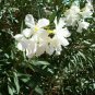 White Oleander Tree Nerium Oleanderister Agnestd Gall plant 5gallon Outdoor Live
