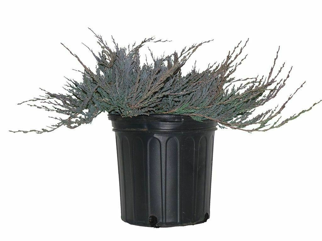 Juniperus Bar Harbor plant 1gallon Live Plant NN7 FR71G Outdoor