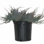 Juniperus Bar Harbor plant 1gallon Live Plant NN7 FR71G Outdoor