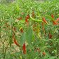 Pepper Chili De Arbol Vegetables Live Plant NN7 4inPot Indoor CO8