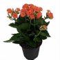 Orange Kalanchoe Calandivia  In Bud And Bloom Live Plant NN7 4inPot  Indoor CO8