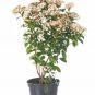 Viburnum tinus Compacta Spring Bouquet Viburnum plant 1gallon Live Plant NN7 MR7