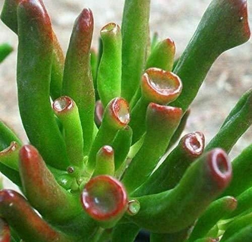 Hobbit Jade Crassula Ovata Hobbit Live Plant NN7 4inPot   Indoor CO8