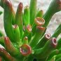 Hobbit Jade Crassula Ovata Hobbit Live Plant NN7 4inPot   Indoor CO8