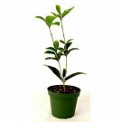 Osmanthus fragrans Sweet OLive Plant NN7 plant 5gallon Flower Fume Live Plant NN