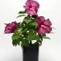 Hibiscus Lucy Pink/Red plant 5gallon Live Plant NN7 FR75G Outdoor