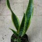 snake Sansevierianake 6inPot Live Plant NN7 6in9 FOLIAGE INDOOR CO8