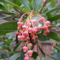 Arbutus Marina plant 5gallon Live Plant NN7 FR75G Outdoor