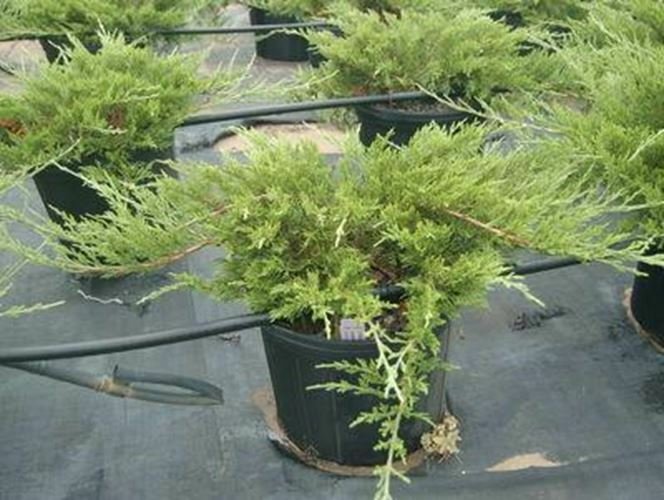 Juniperus Buffalo plant 1gallon Live Plant NN7 FR71G Outdoor