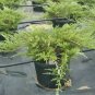 Juniperus Buffalo plant 1gallon Live Plant NN7 FR71G Outdoor