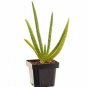 Aloe Vera ted Medicinal Succulent In 6inPot Live Plant NN7 4incu Indoor CO8
