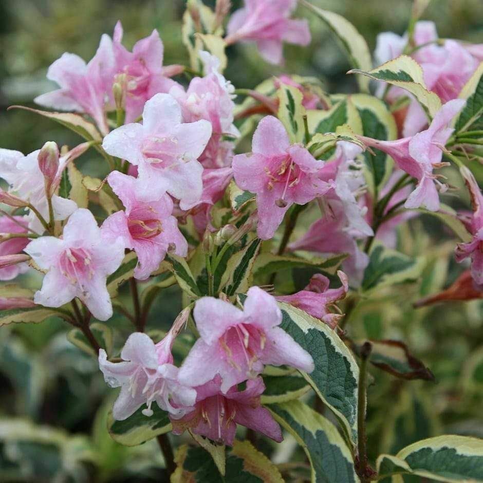 Weigela florida Variagata Nana Weigela dwarf, pink plant 5gallon Live Plant NN7