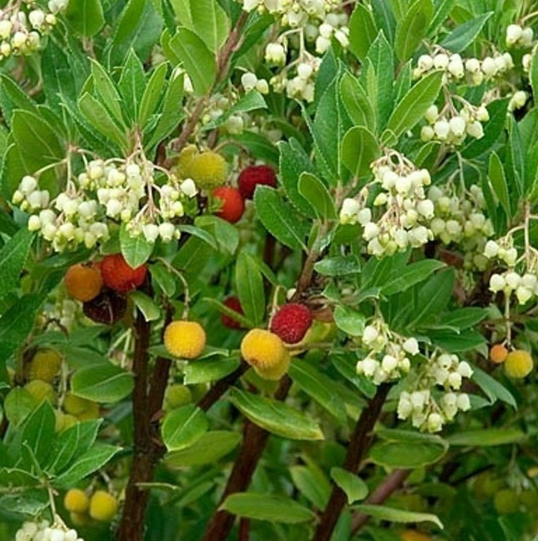 Arbutus Compacta plant 5gallon Live Plant NN7 FR75G Outdoor