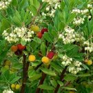Arbutus Compacta plant 5gallon Live Plant NN7 FR75G Outdoor