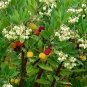 Arbutus Compacta plant 5gallon Live Plant NN7 FR75G Outdoor