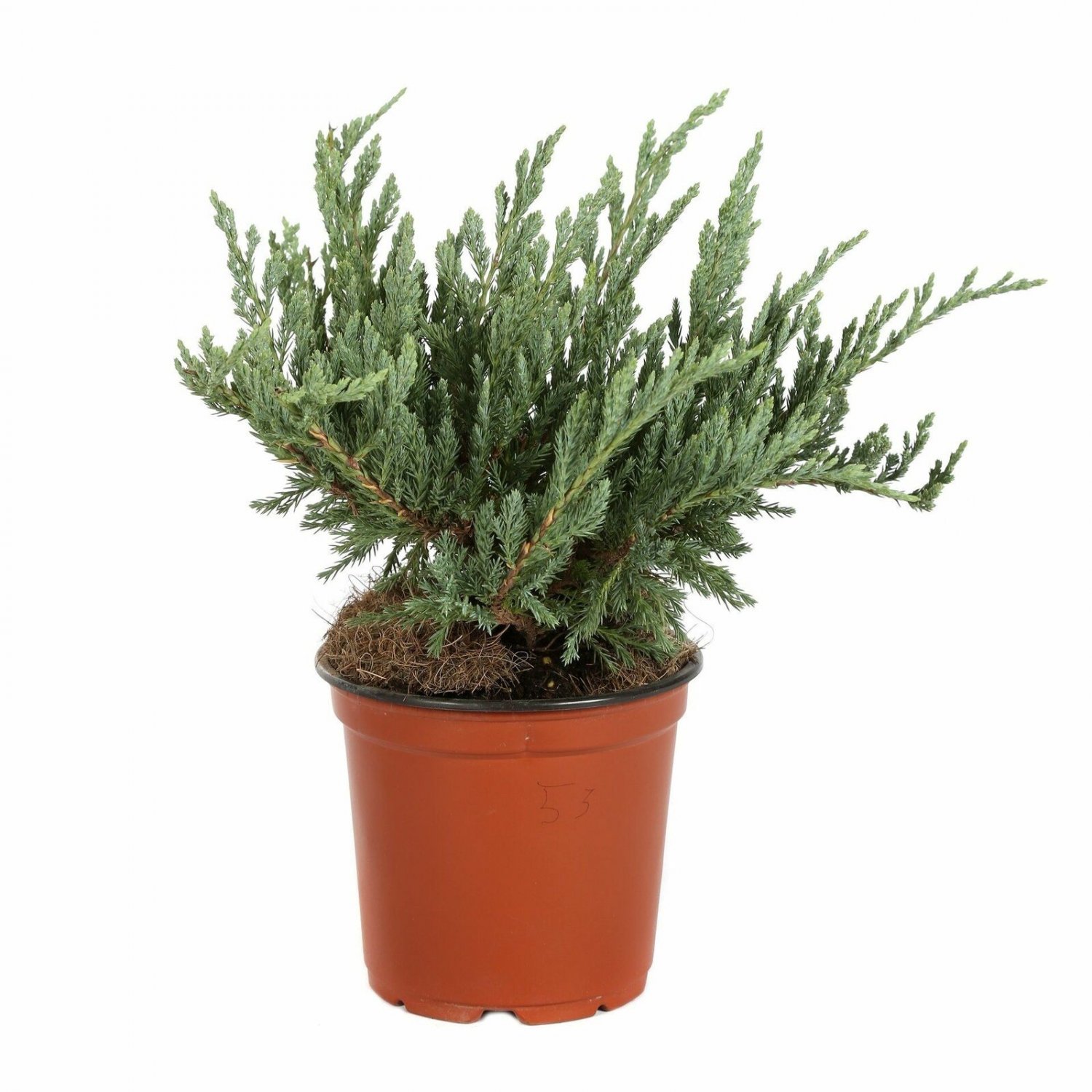 Juniperus Blue Chip plant 1gallon Live Plant NN7 FR71G Outdoor