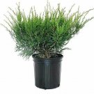 Juniperus Sea Green plant 1gallon Live Plant NN7 FR71G Outdoor