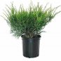 Juniperus Sea Green plant 1gallon Live Plant NN7 FR71G Outdoor