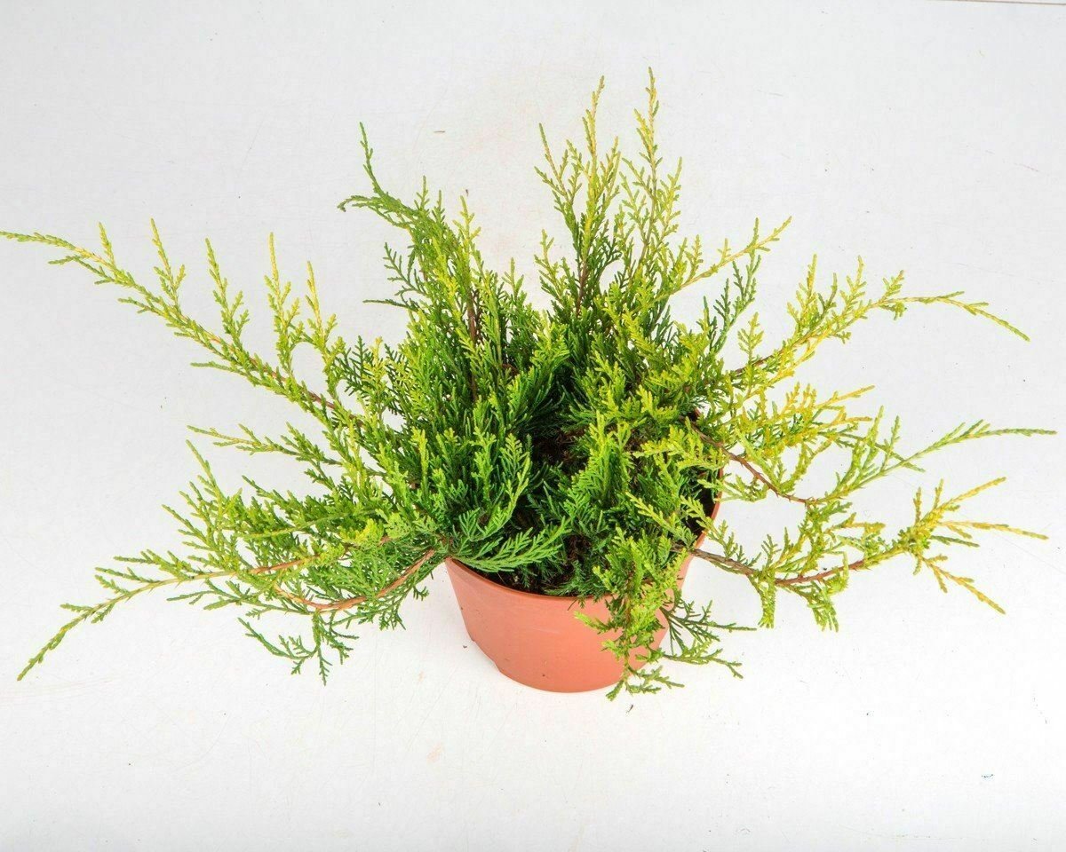 Juniperus Old Gold plant 1gallon Live Plant NN7 FR71G Outdoor