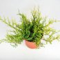 Juniperus Old Gold plant 1gallon Live Plant NN7 FR71G Outdoor
