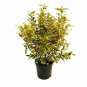 Elaeagnus drift Fruitlandii plant 1gallon Live Plant NN7 FR71G Outdoor