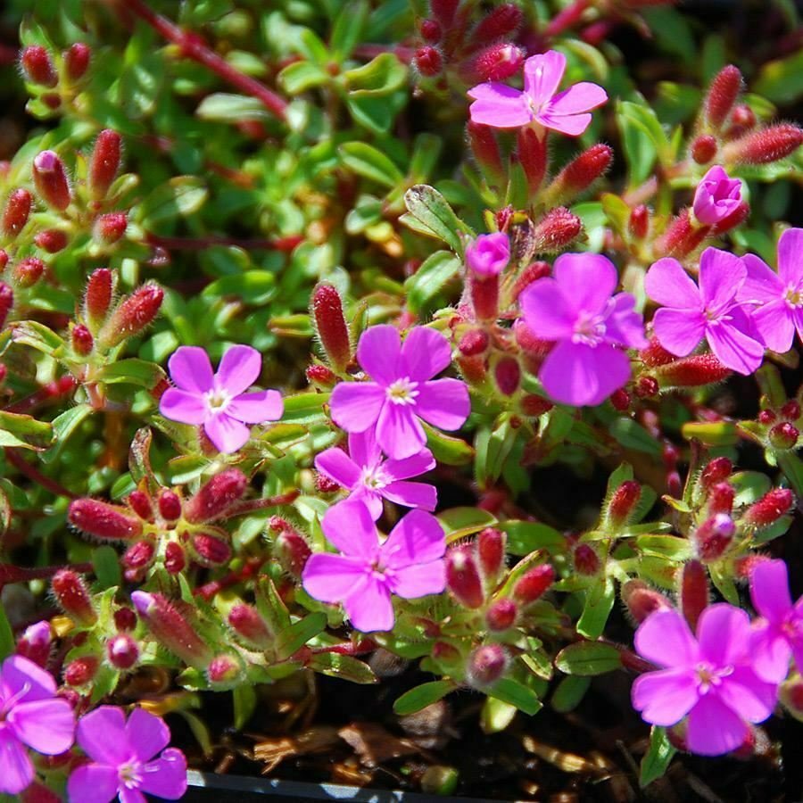 Rhap Rubra Compacta plant 1gallon Live Plant NN7 FR71G Outdoor