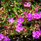 Rhap Rubra Compacta plant 1gallon Live Plant NN7 FR71G Outdoor