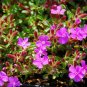 Rhap Rubra Compacta plant 1gallon Live Plant NN7 FR71G Outdoor