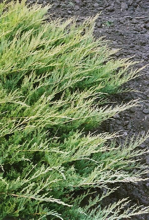 Juniperus Broadmoor plant 1gallon Live Plant NN7 FR71G Outdoor