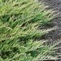 Juniperus Broadmoor plant 1gallon Live Plant NN7 FR71G Outdoor
