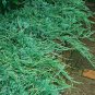 Juniperus Wiltonii plant 1gallon Live Plant NN7 FR71G Outdoor