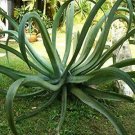 Agave Vilmoriniana plant 5gallon Live Plant NN7 FR75G Outdoor