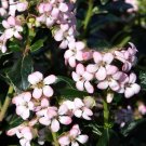 Escallonia Fradesii plant 1gallon Live Plant NN7 FR71G Outdoor