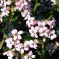 Escallonia Fradesii plant 1gallon Live Plant NN7 FR71G Outdoor