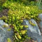 Stonecrop Yellow edum Rupestre Angelina plant 1gallon Live Plant NN7