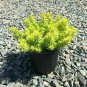 Stonecrop Yellow edum Rupestre Angelina plant 1gallon Live Plant NN7