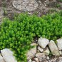 Stonecrop Yellow edum Rupestre Angelina plant 1gallon Live Plant NN7
