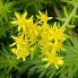 Stonecrop Yellow edum Rupestre Angelina plant 1gallon Live Plant NN7