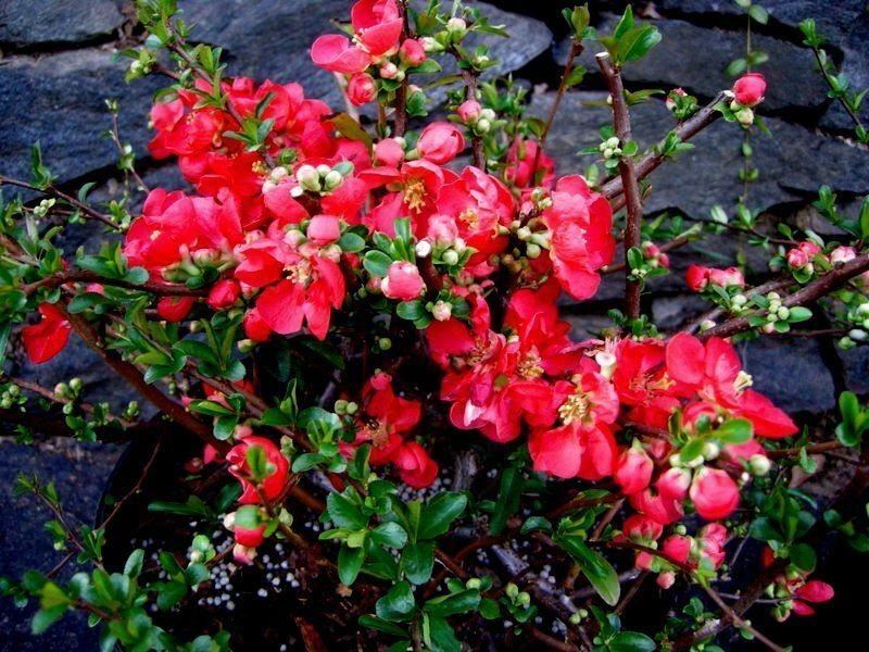Chaenomeles hyb Red Flowering Quince red plant 5gallon Live Plant NN7 MR75G