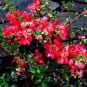 Chaenomeles hyb Red Flowering Quince red plant 5gallon Live Plant NN7 MR75G