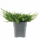 Juniperus Prince of Wales plant 1gallon Live Plant NN7 FR71G Outdoor