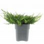 Juniperus Prince of Wales plant 1gallon Live Plant NN7 FR71G Outdoor