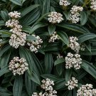 Viburnum davidii David Viburnum plant 5gallon Live Plant NN7 mr75g