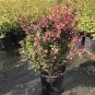 Berberis Crimson Pygmy plant 5gallon Live Plant NN7 FR75G Outdoor