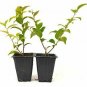 Xylosma congestum Shiny Xylosma plant 5gallon Live Plant NN7 mr75g