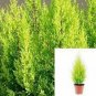 Dianella Little Beccapp18452 plant 1gallon Live Plant NN7 FR71G Outdoor