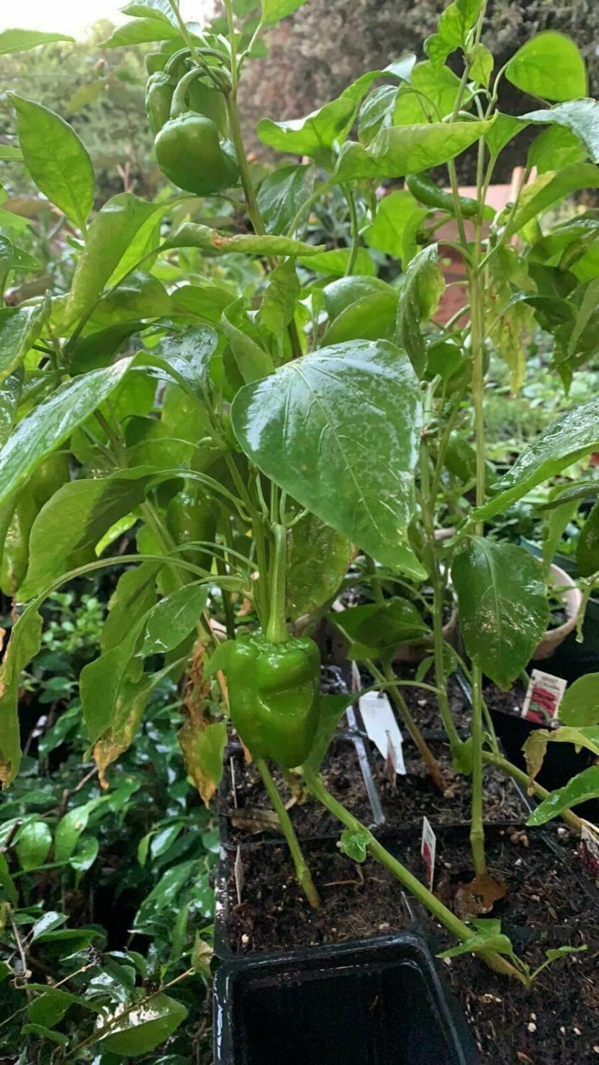 Pepper Sweet Pepper chilli pepper chilli pepper Italian Vegetable Live Plant NN7