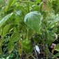 Pepper Sweet Pepper chilli pepper chilli pepper Italian Vegetable Live Plant NN7