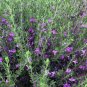 Leucophyllum Green Cloud plant 1gallon Live Plant NN7 FR71G Outdoor
