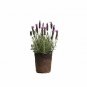 Lavenderpanish Purpleet Of 6inPot 1Gallon Live Plant NN7 6in9 FOLIAGE INDOOR CO8